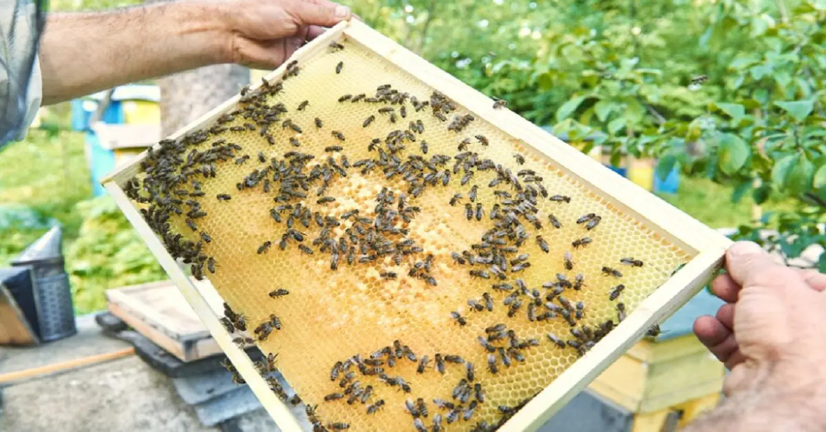 Understanding Winterization for Honey Bees
