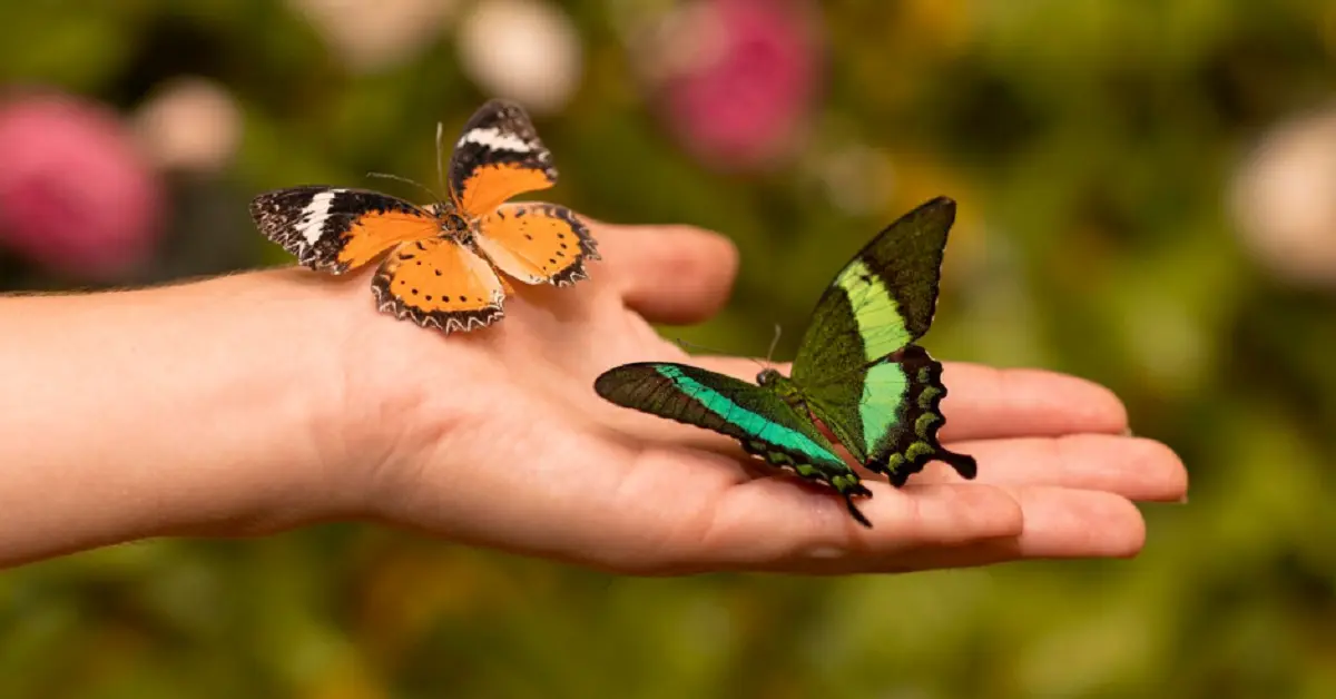 The Beauty and Biology of Butterflies